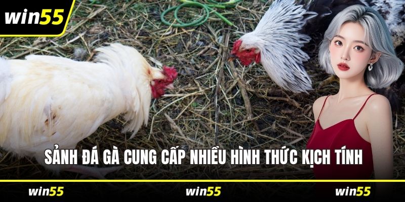 Sảnh đá gà cung cấp nhiều hình thức kịch tính